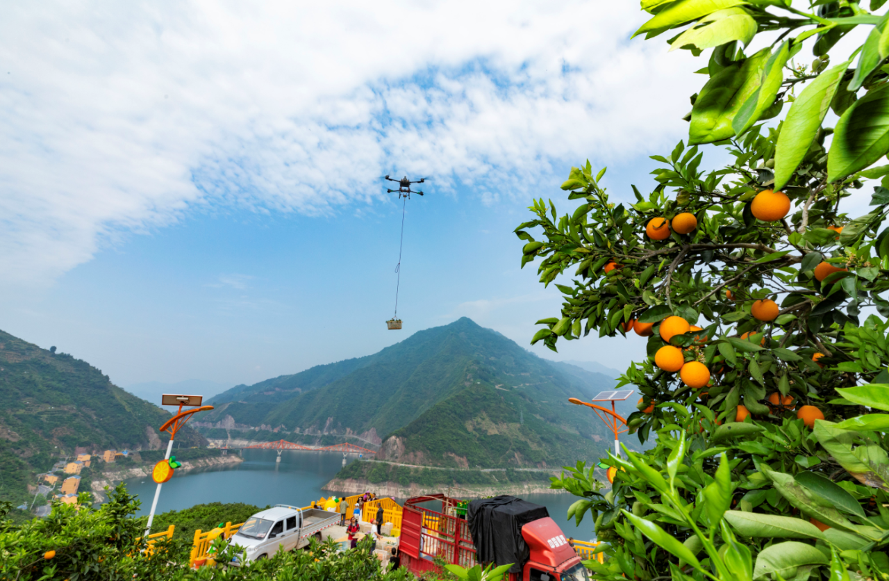 一支山区“飞手”服务队年运农产品80万吨——秭归无人机产业重构山区农业新图景_长江云 - 湖北网络广播电视台官方网站